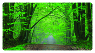 DSC700 128 (Forest) Serenity Forest Path